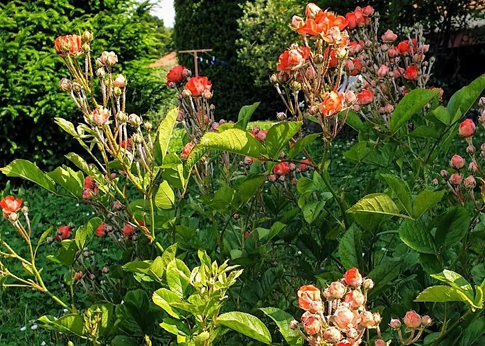 Lejlighed La Turr De Mezz- Lca *