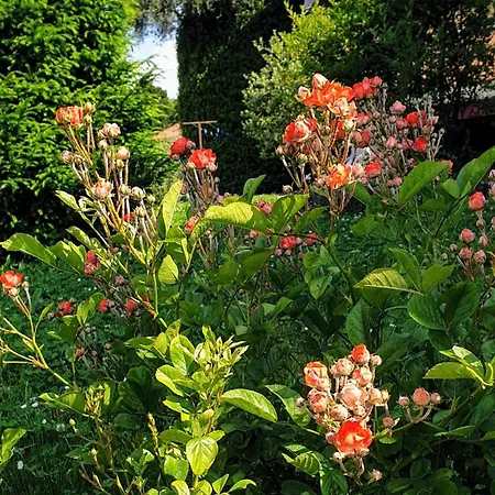 Διαμέρισμα La Turr De Mezz- Lca *